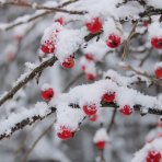 Skalník Dammerov (Cotoneaster Dammeri) ´CORAL BEAUTY´ - výška 10-15 cm, ⌀ 20-40 cm, kont. C2L